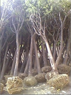 遼寧國槐價(jià)格 大規(guī)格國槐價(jià)格