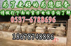 出售觀賞鴿黃眼睛球 寶豐鴿業(yè)