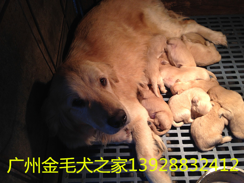 清遠(yuǎn)市買狗哪家好，哪家有保障，廣州金毛犬之家（狗場）