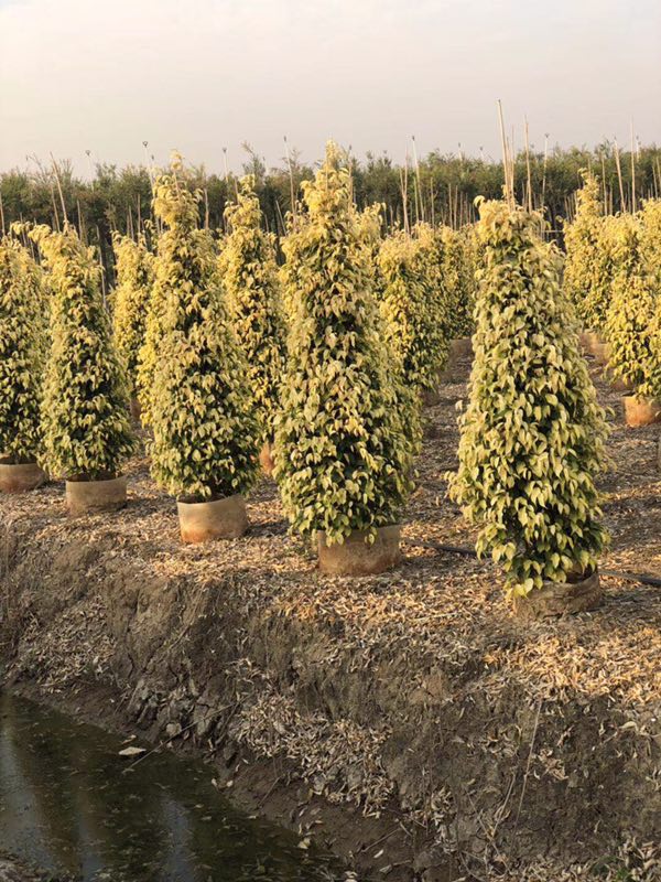 請問目前市場價的黃金垂榕是什么 價格