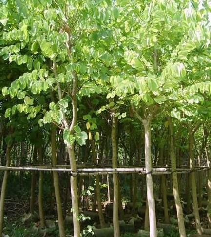 哪家的宮粉紫荊價(jià)格便宜質(zhì)量好