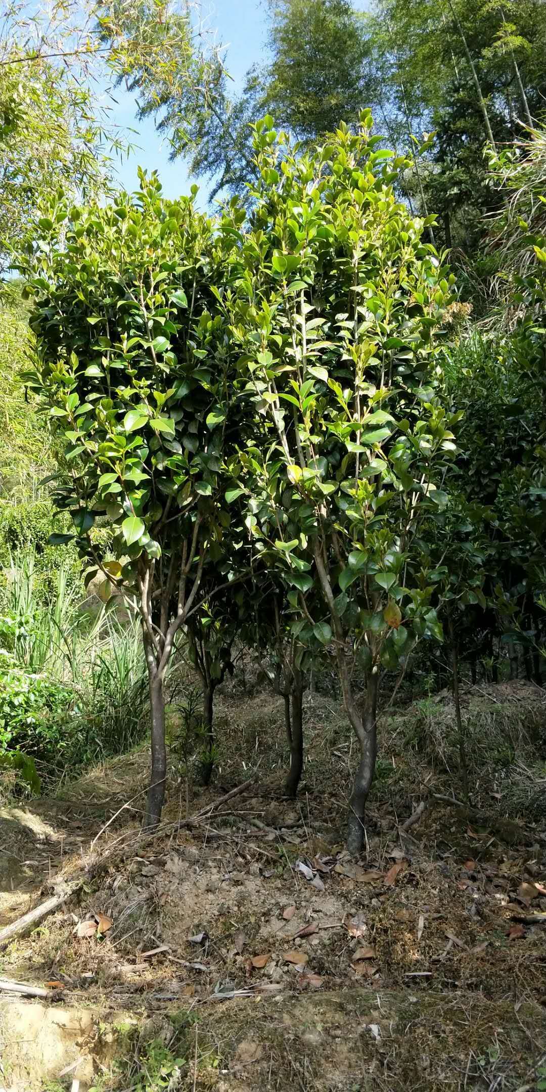 茶花可以移植種植嗎