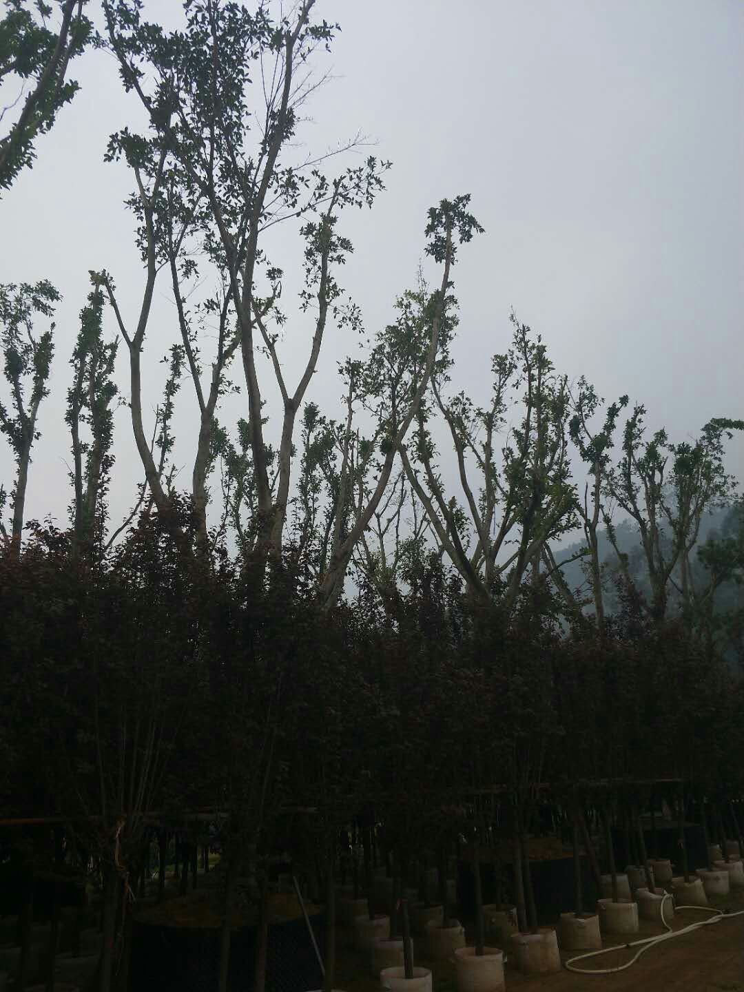 哪家有紅皮榕地苗出售供應(yīng)