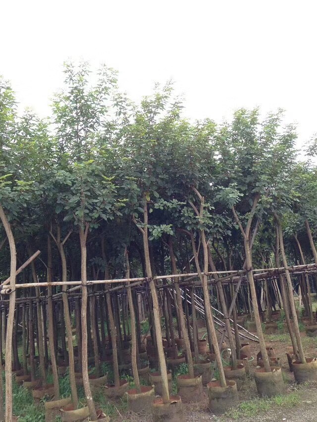 綠化園林哪里有供應(yīng)小葉中竹
