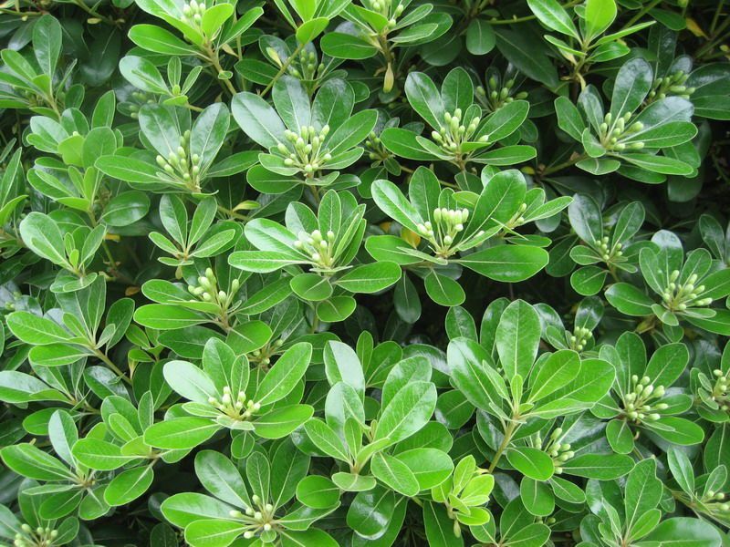 海桐種植基地、綠籬笆、規(guī)格齊全