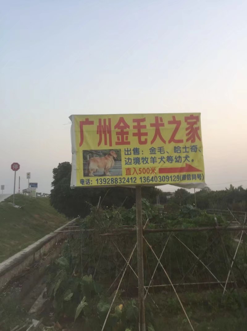 花都哪里可以買到寵物狗，買金毛犬哪家好，廣州金毛犬之家