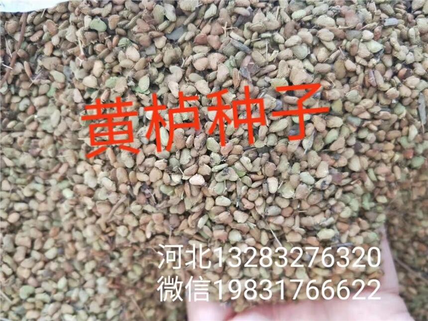 黃櫨種子怎么種植？----河北產(chǎn)地批零銷售