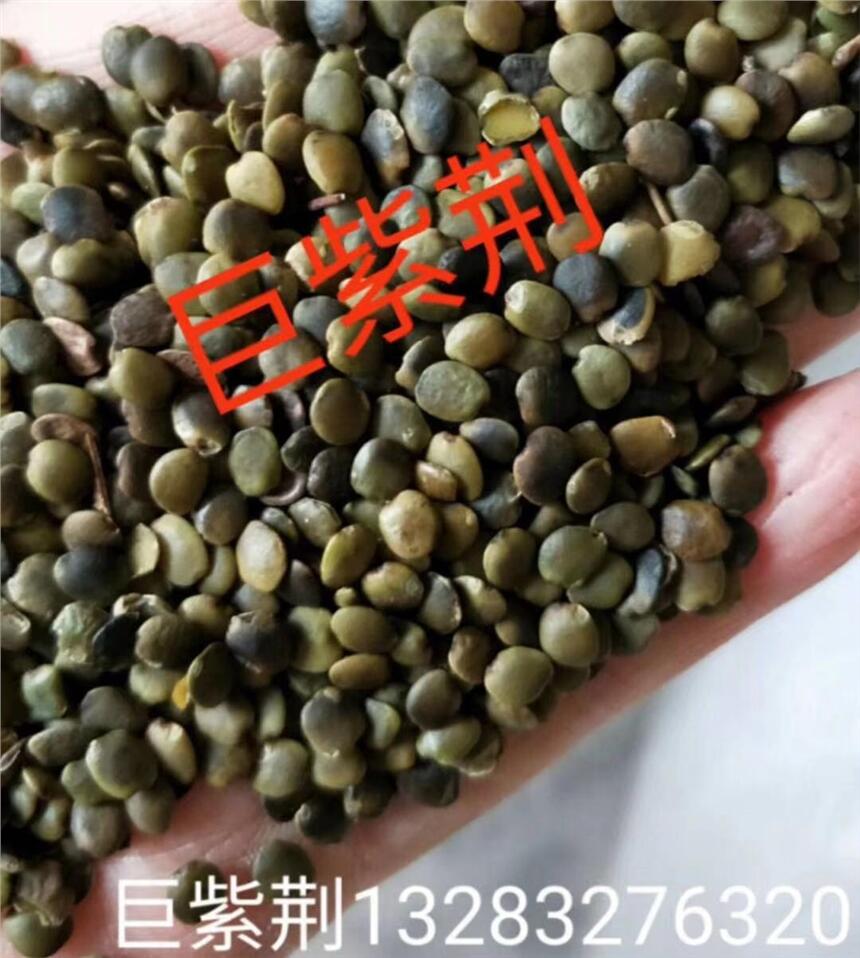巨紫荊種子哪有有賣？河北產(chǎn)地批零