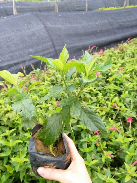 近期最熱銷的大花蘆莉 福建苗木基地有現(xiàn)貨銷售