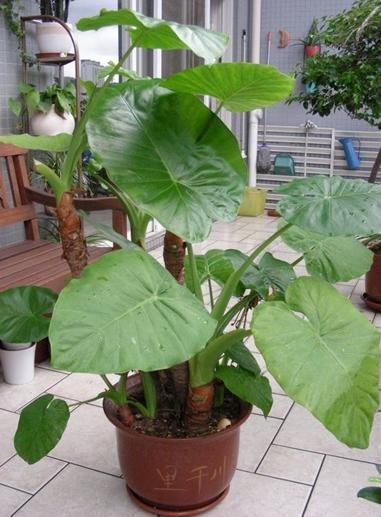 海芋的綠化效果好 價(jià)格實(shí)惠