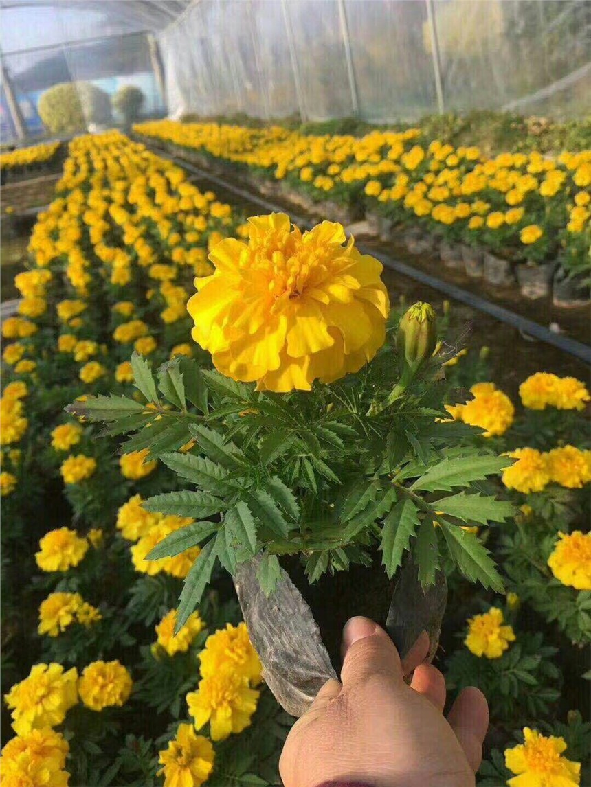 尺寸規(guī)格齊全的萬(wàn)壽菊 江西地區(qū)哪里有賣