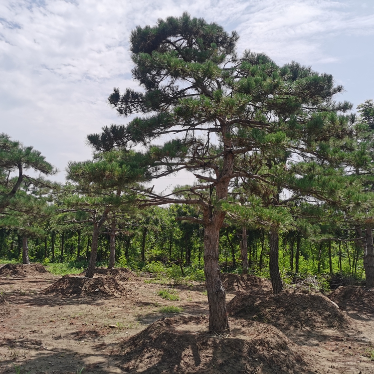 造型黑松景觀松云片密樹形優(yōu)美根系發(fā)達(dá)移栽易成活