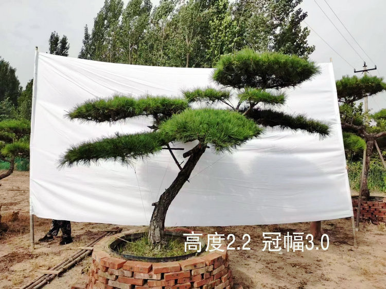 造型景觀松地產(chǎn)售樓處主景樹庭院綠化黑松赤松