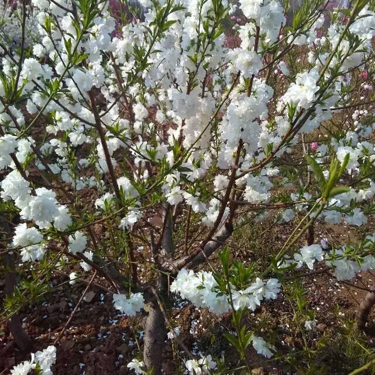 5公分6公分7公分8公分9公分10公分白花山碧桃