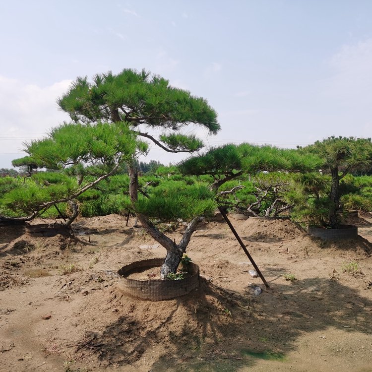 造型赤松黑松樹(shù)形優(yōu)美移栽多年根系發(fā)達(dá)易成活