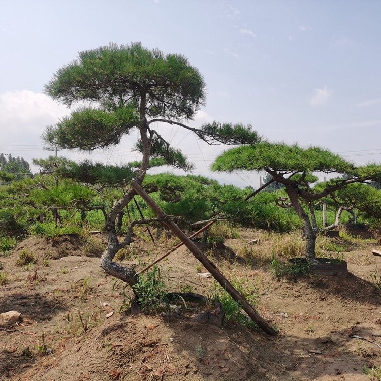 優(yōu)質(zhì)美人松造型美人赤松樹(shù)形優(yōu)美成活容易造型松基地裝車(chē)