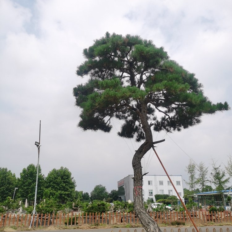 造型黑松黑松盆景臨水造型松庭院景觀松中式庭院松