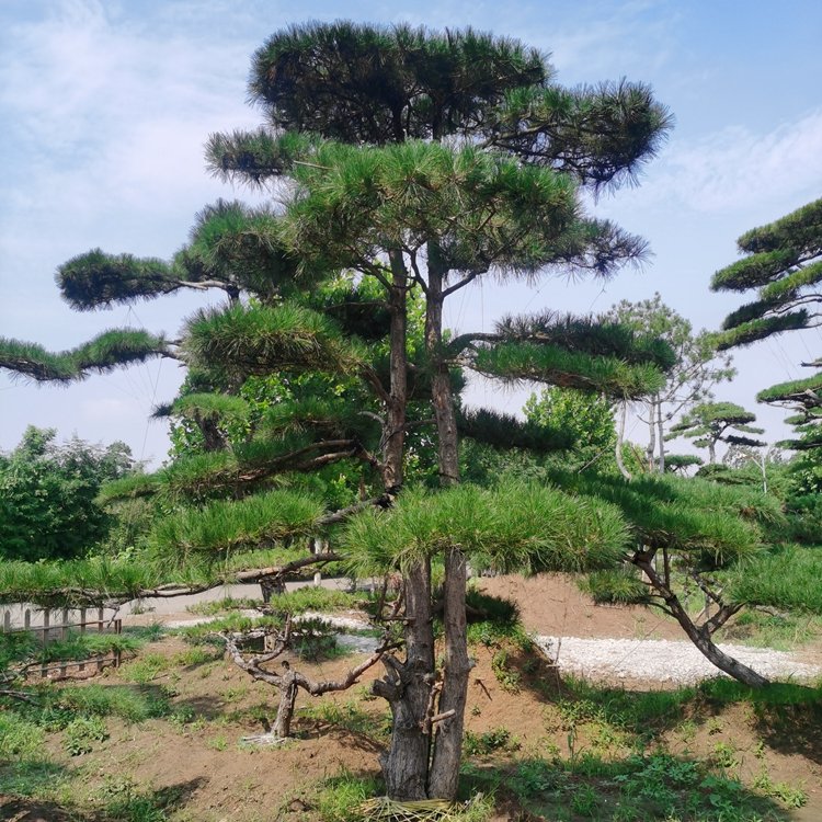 造型黑松四季常綠園林綠化工程常用迎客松成活好